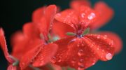 Giv den lidt ekstra næring, så bliver pelargonien endnu smukkere: den blomstrer hele sommeren 24/7 – her er hemmeligheden