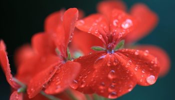 Giv den lidt ekstra næring, så bliver pelargonien endnu smukkere: den blomstrer hele sommeren 24/7 – her er hemmeligheden