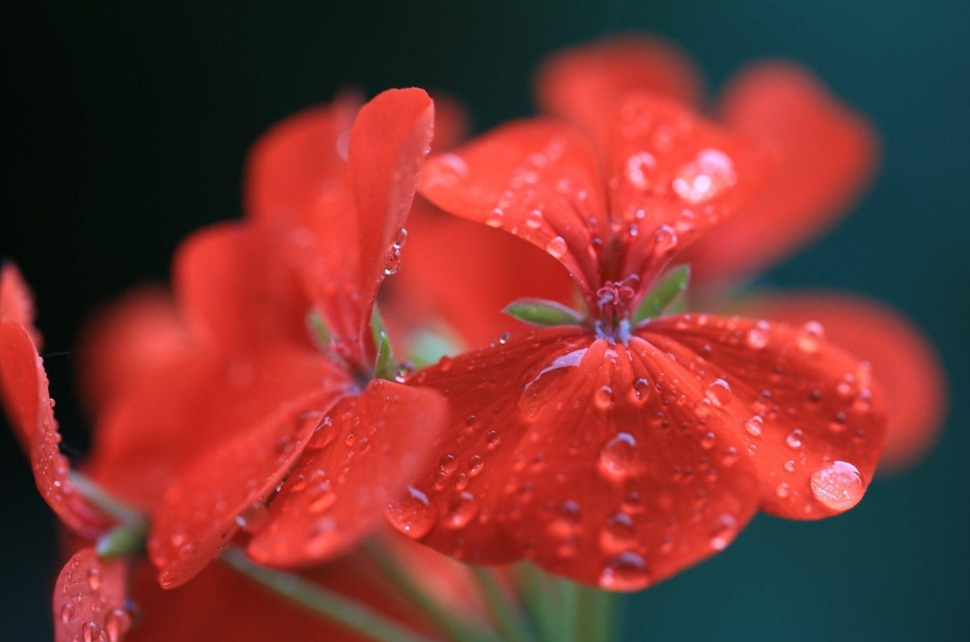 Giv den lidt ekstra næring, så bliver pelargonien endnu smukkere: den blomstrer hele sommeren 24/7 – her er hemmeligheden