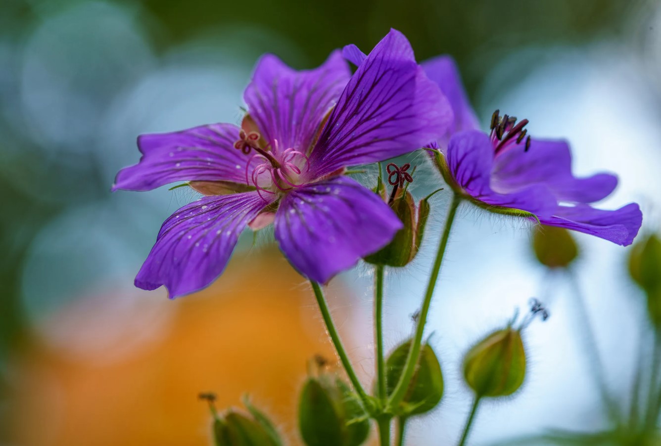 Giv den lidt ekstra næring, så bliver pelargonien endnu smukkere: den blomstrer hele sommeren 24/7 – her er hemmeligheden