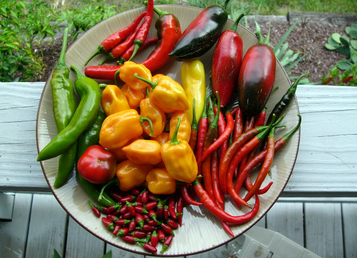 Scoville-skalaen: de stærkeste chilier, du kan dyrke