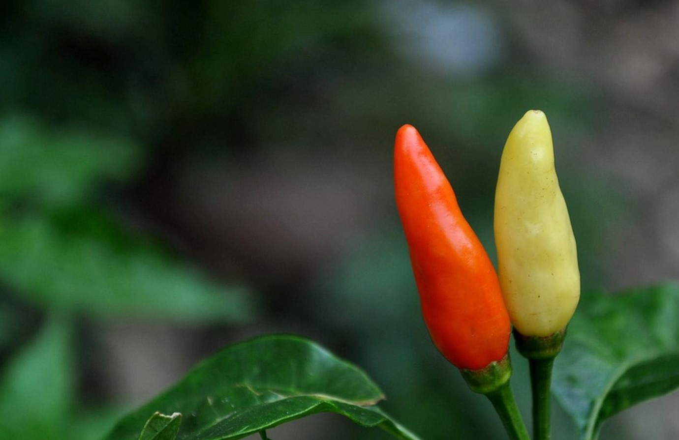 Scoville-skalaen: de stærkeste chilier, du kan dyrke