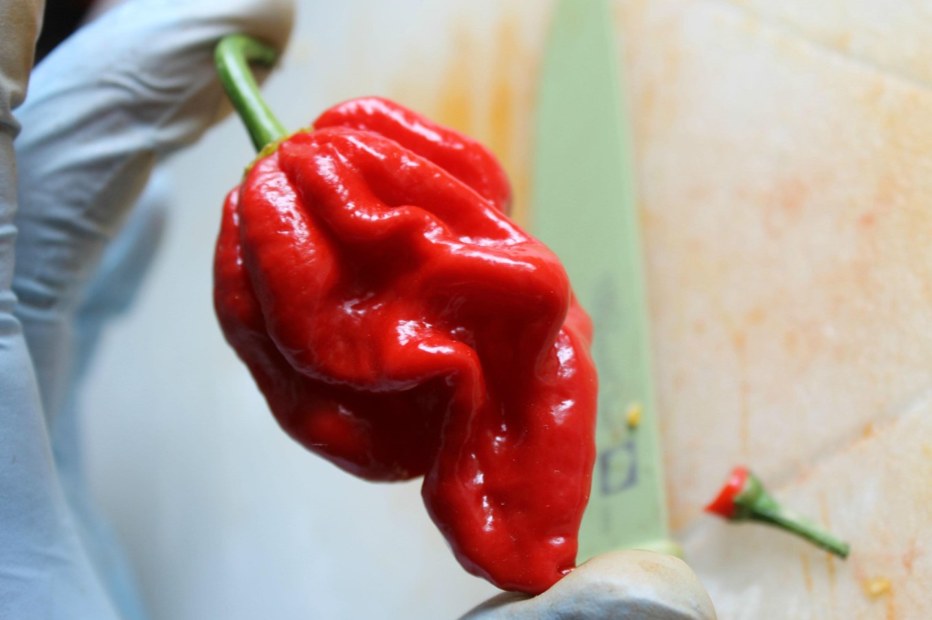 Scoville-skalaen: de stærkeste chilier, du kan dyrke