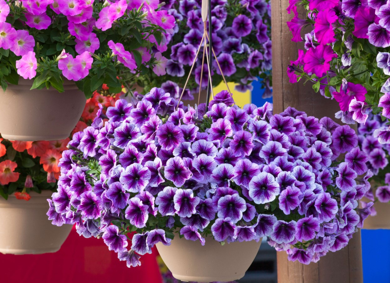 Hvad skal man gøre med petunia i juni for at få den til at blomstre igen: det virker virkelig