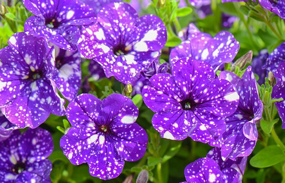 Hvad skal man gøre med petunia i juni for at få den til at blomstre igen: det virker virkelig