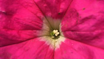 Hvad skal man gøre med petunia i juni for at få den til at blomstre igen: det virker virkelig