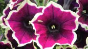 En solrig placering sikrer mange blomster: plant, plej og overvintrer petunier