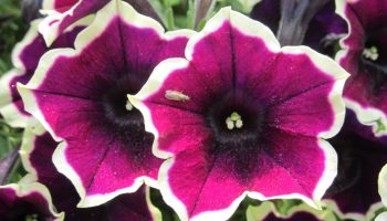 En solrig placering sikrer mange blomster: plant, plej og overvintrer petunier