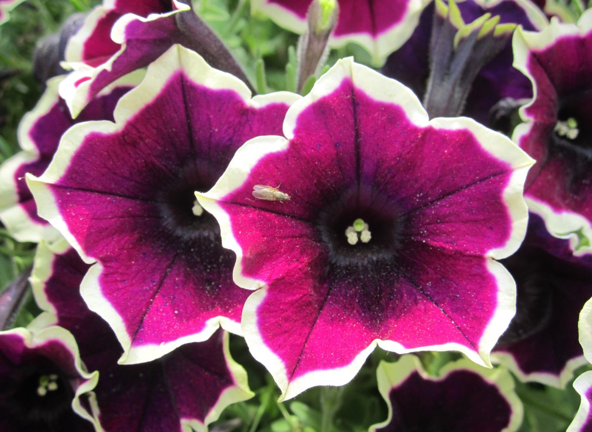En solrig placering sikrer mange blomster: plant, plej og overvintrer petunier