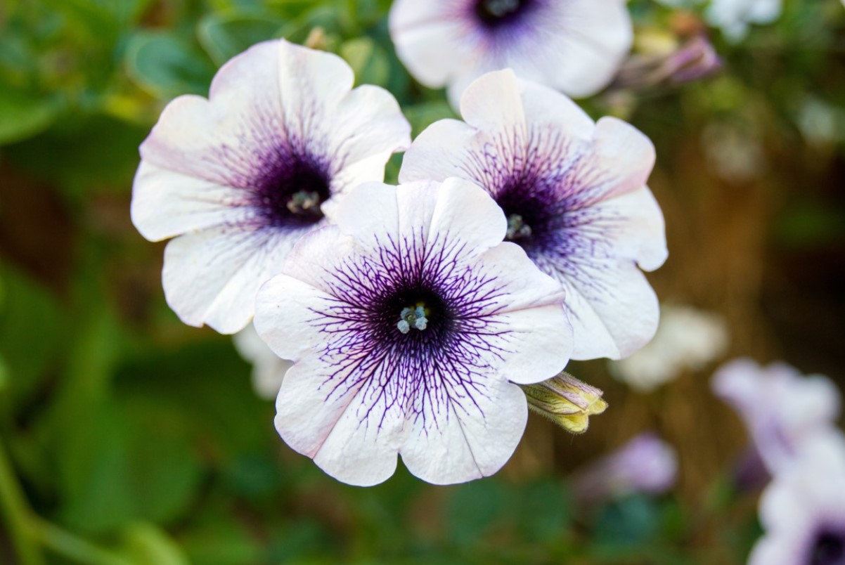 En solrig placering sikrer mange blomster: plant, plej og overvintrer petunier