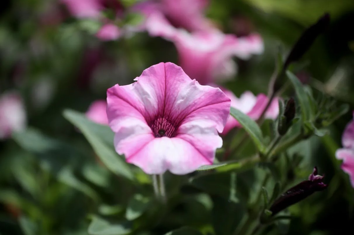 En solrig placering sikrer mange blomster: plant, plej og overvintrer petunier