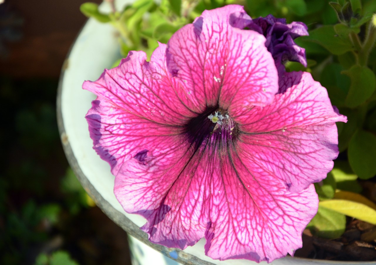 En solrig placering sikrer mange blomster: plant, plej og overvintrer petunier