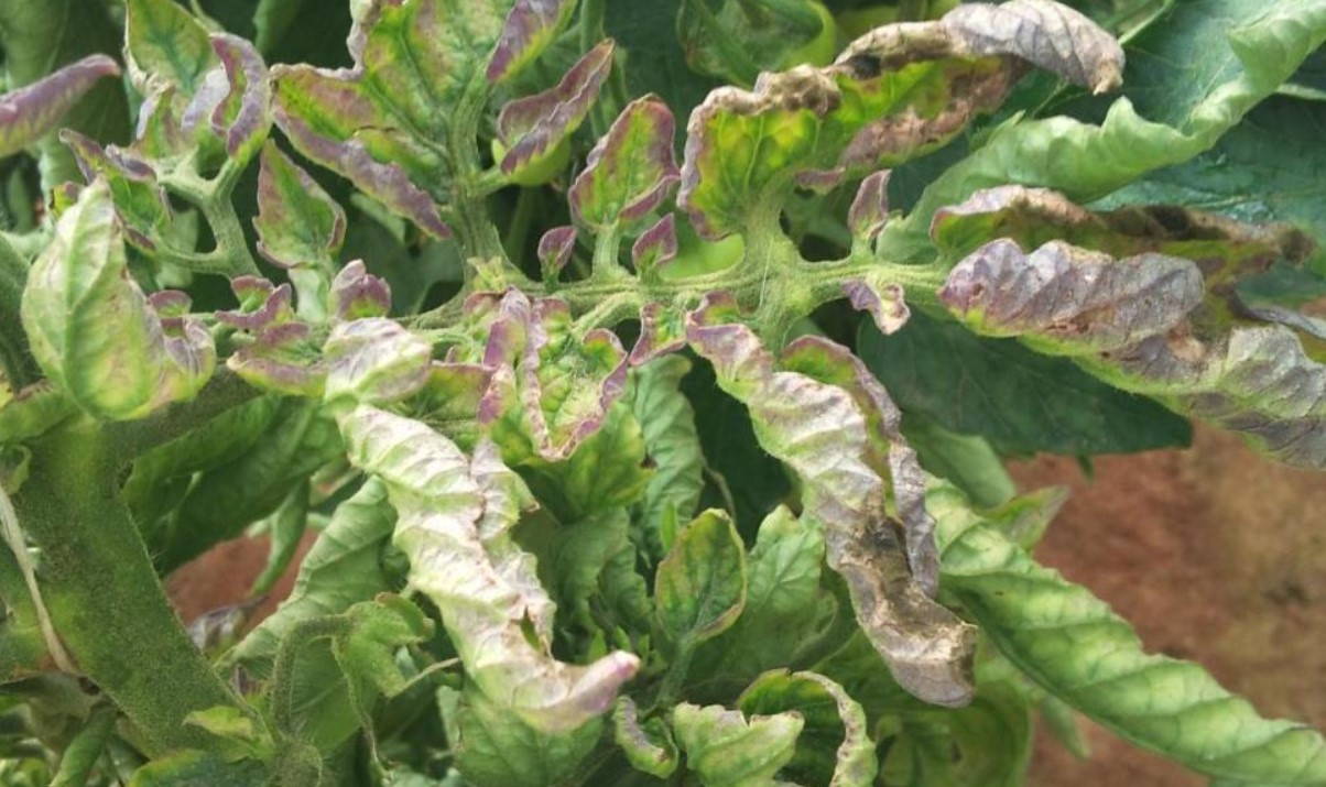 Tre dråber – og ingen phytophthora: hvordan man beskytter tomathøsten