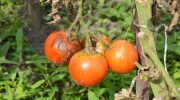 Behandling af tomater mod phytophthora om sommeren: hvad og hvordan eksperterne anbefaler
