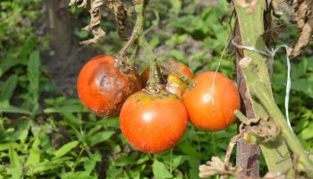 Behandling af tomater mod phytophthora om sommeren: hvad og hvordan eksperterne anbefaler