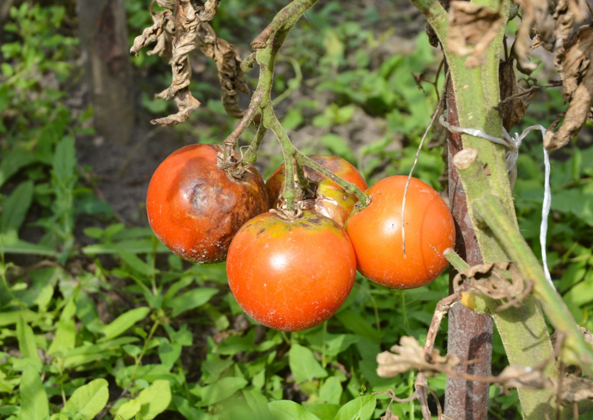 Behandling af tomater mod phytophthora om sommeren: hvad og hvordan eksperterne anbefaler