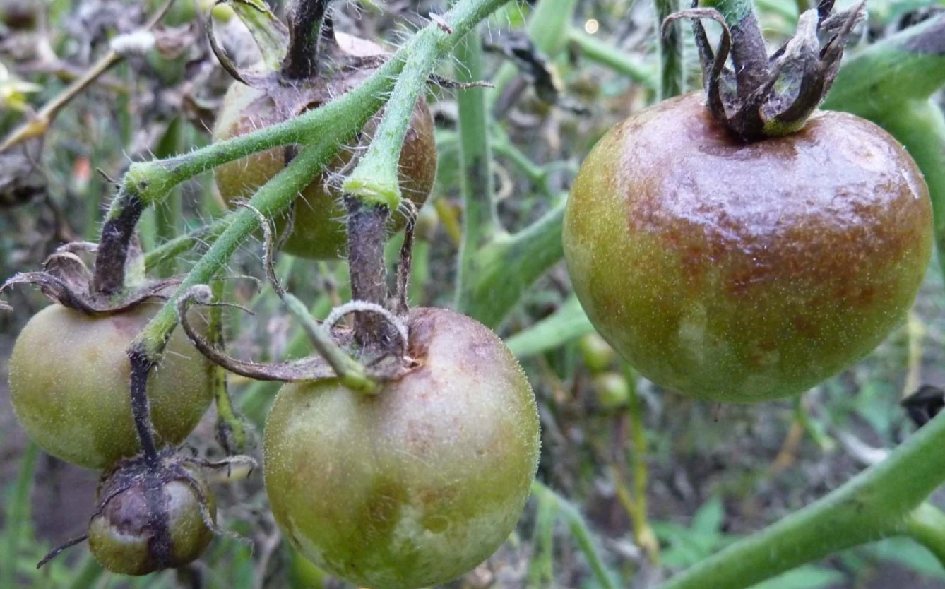 Tre dråber – og ingen phytophthora: hvordan man beskytter tomathøsten