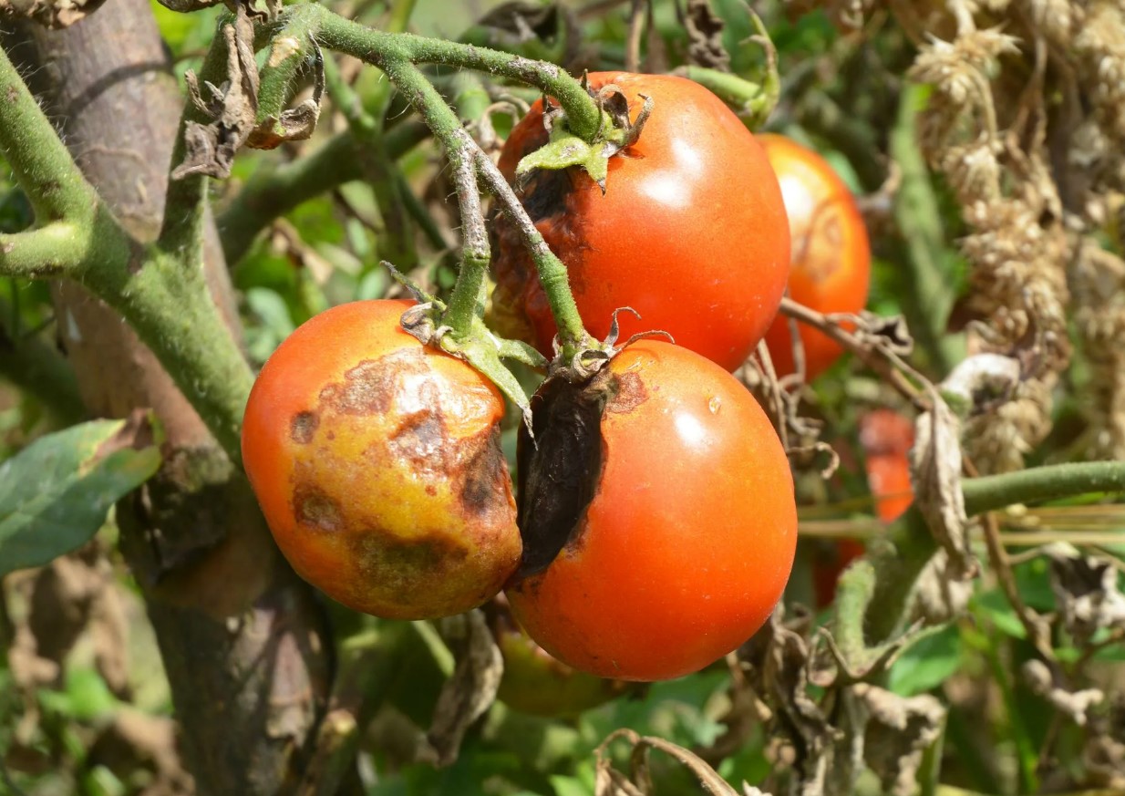 Behandling af tomater mod phytophthora om sommeren: hvad og hvordan eksperterne anbefaler