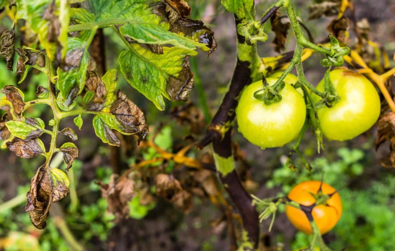 Tre dråber – og ingen phytophthora: hvordan man beskytter tomathøsten