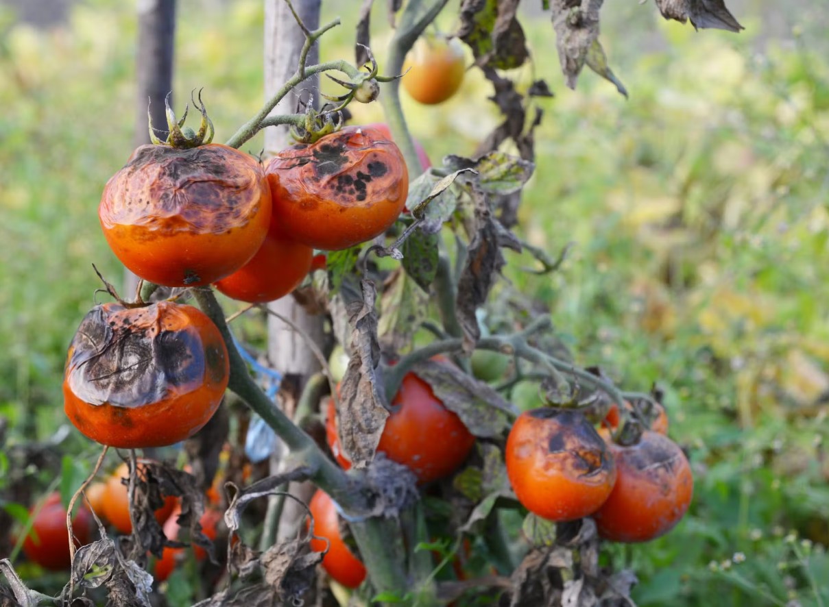 Behandling af tomater mod phytophthora om sommeren: hvad og hvordan eksperterne anbefaler