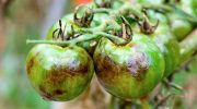 Tre dråber – og ingen phytophthora: hvordan man beskytter tomathøsten