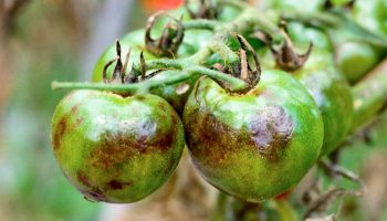Tre dråber – og ingen phytophthora: hvordan man beskytter tomathøsten