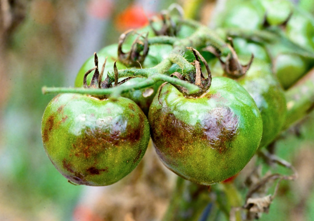 Tre dråber – og ingen phytophthora: hvordan man beskytter tomathøsten