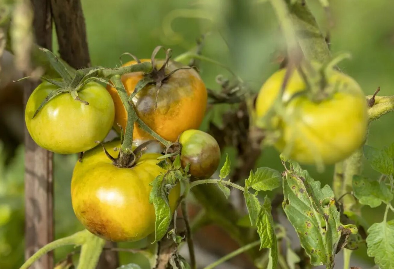 Behandling af tomater mod phytophthora om sommeren: hvad og hvordan eksperterne anbefaler