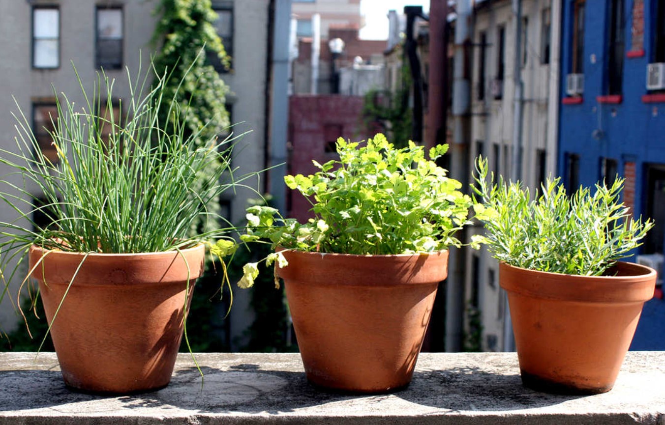 Hvordan man passer planter i krukker: lille volumen er ikke en dom for en klog blomsteravler