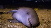 Gravid marsvin strandet i fiskenet i Storbritannien