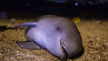 Gravid marsvin strandet i fiskenet i Storbritannien