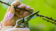 Hvordan beskærer man roser i juni? Gør du det rigtigt, blomstrer de op til tre gange i løbet af sæsonen