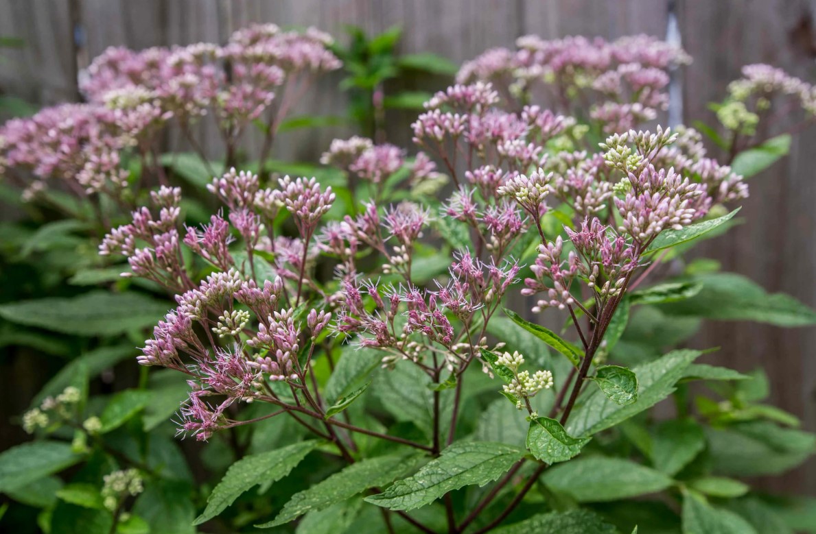 3 planter, der skal beskæres nu for at sikre smuk blomstring hele sommeren og endnu længere
