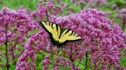 3 planter, der skal beskæres nu for at sikre smuk blomstring hele sommeren og endnu længere
