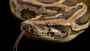 En ægte pyton vil optræde i 'Aida' på scenen i Bolsjojteatret i Moskva