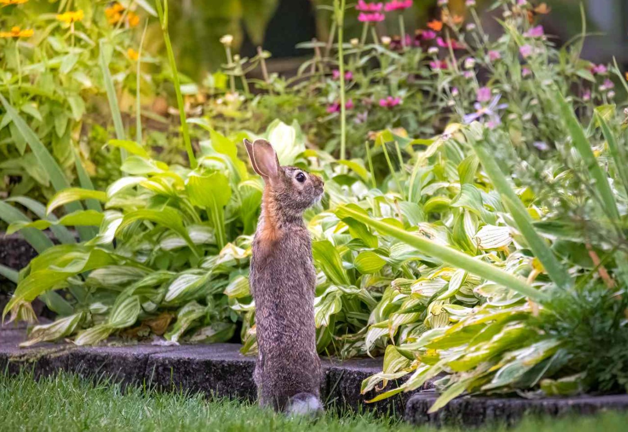 Sådan forhindrer du kaniner i at spise planter i din have