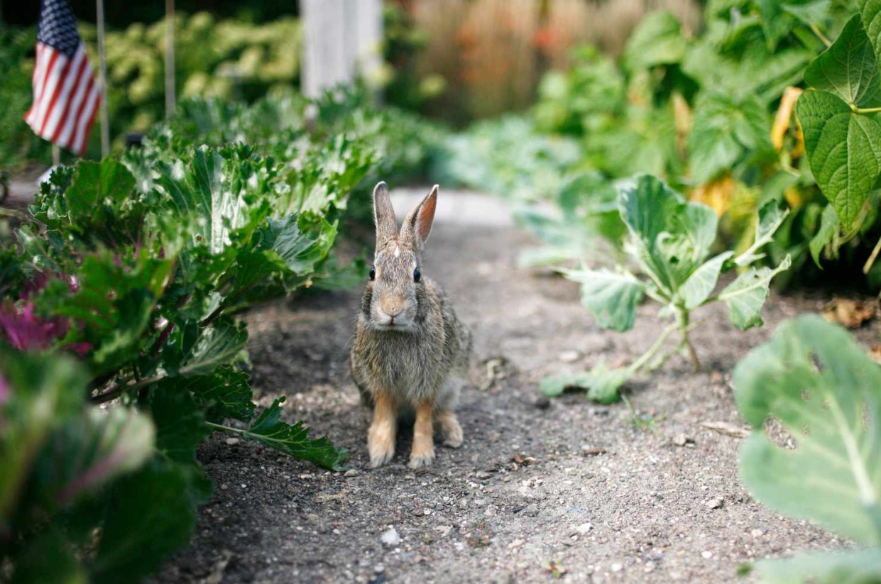Sådan forhindrer du kaniner i at spise planter i din have