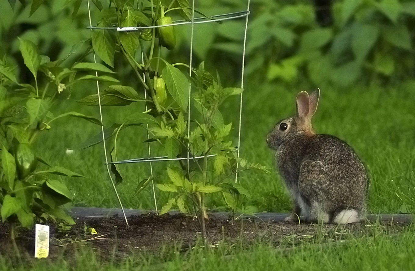 Sådan forhindrer du kaniner i at spise planter i din have