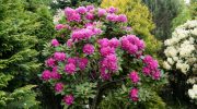 Svar fra tjekkiske eksperter: hvad skal man plante ved siden af thuja og hortensia?