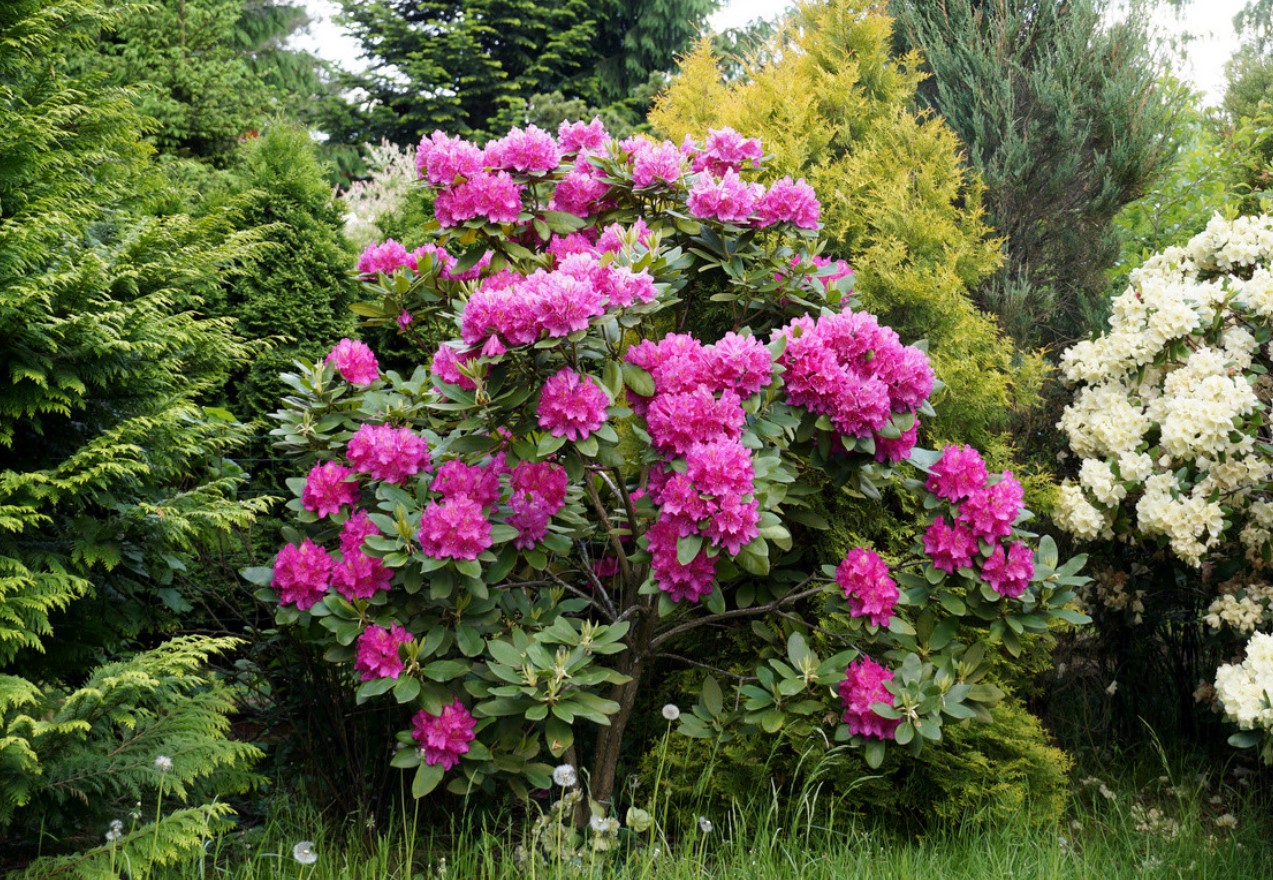 Svar fra tjekkiske eksperter: hvad skal man plante ved siden af thuja og hortensia?