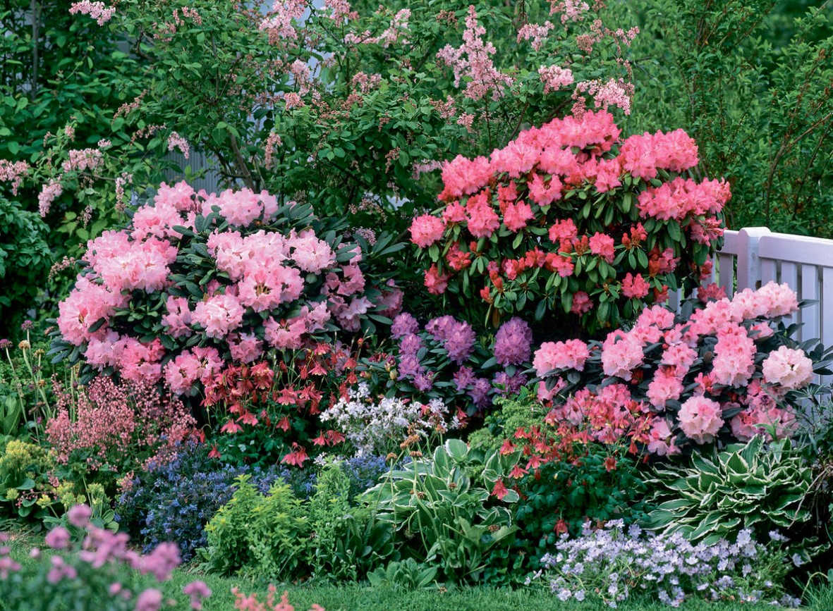 Svar fra tjekkiske eksperter: hvad skal man plante ved siden af thuja og hortensia?