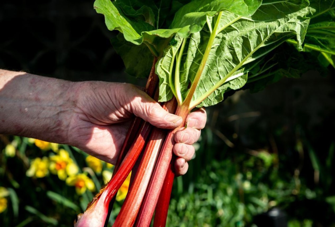 Gartnere får besked på at stoppe med at plante to ting i deres køkkenhave inden 21. juni