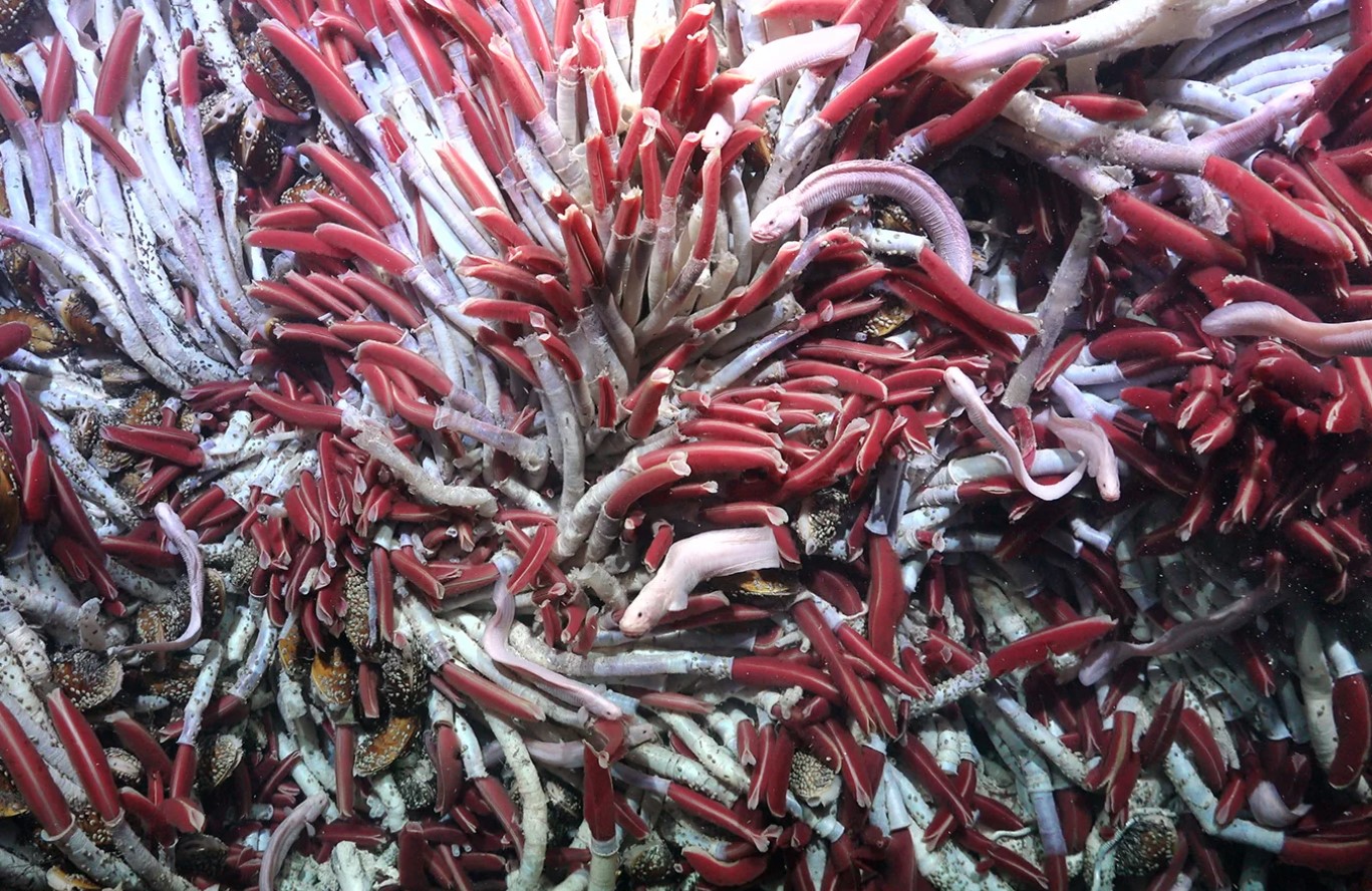 Forskere har fundet ukendt liv under havet: de første detaljer (foto)