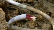 Forskere har fundet ukendt liv under havet: de første detaljer (foto)
