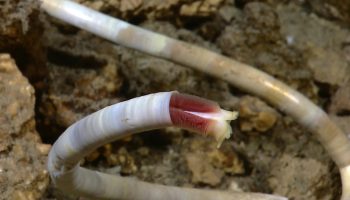 Forskere har fundet ukendt liv under havet: de første detaljer (foto)