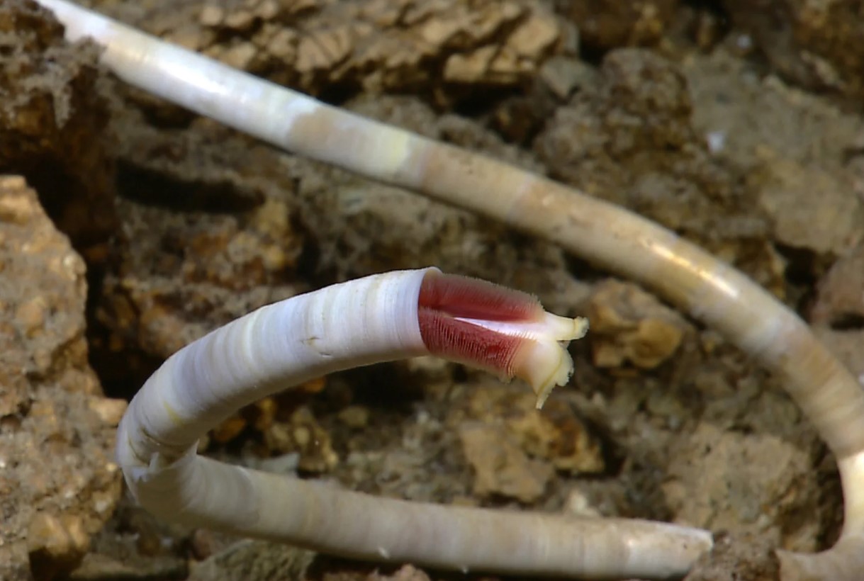 Forskere har fundet ukendt liv under havet: de første detaljer (foto)