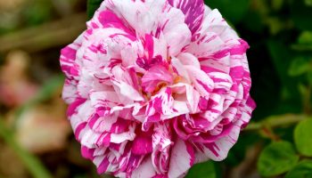 De seks bedste rosenarter til din have: Nr. 6 er dansk