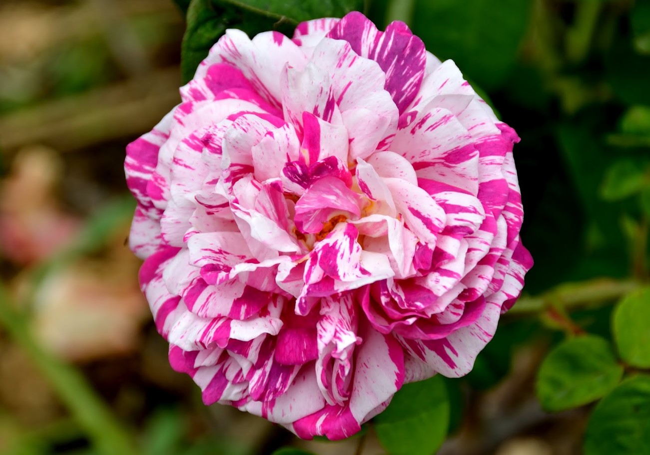 De seks bedste rosenarter til din have: Nr. 6 er dansk