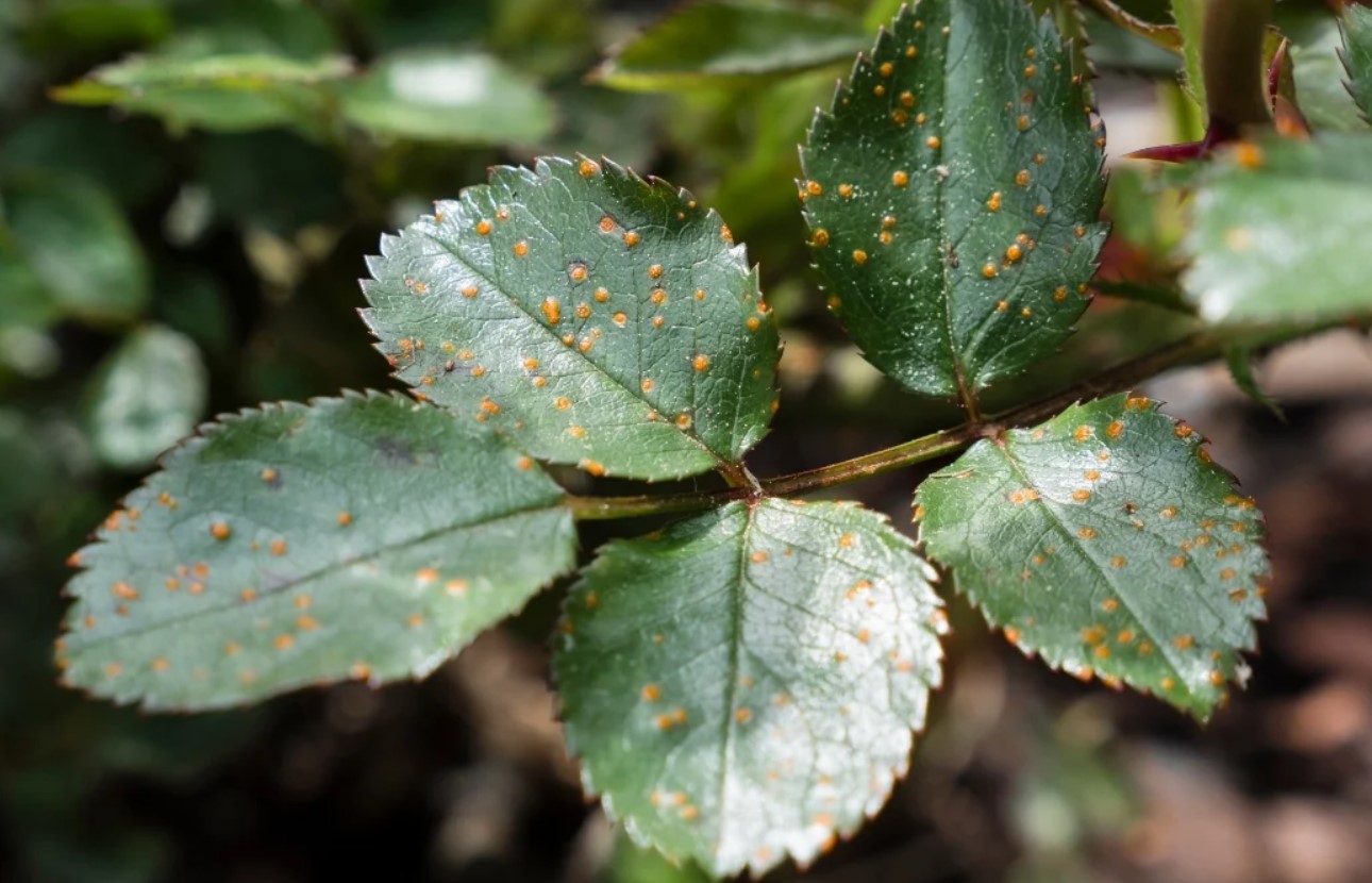 Orange, sorte og grønne: bekæmp typiske rosen- og rosenplantesygdomme