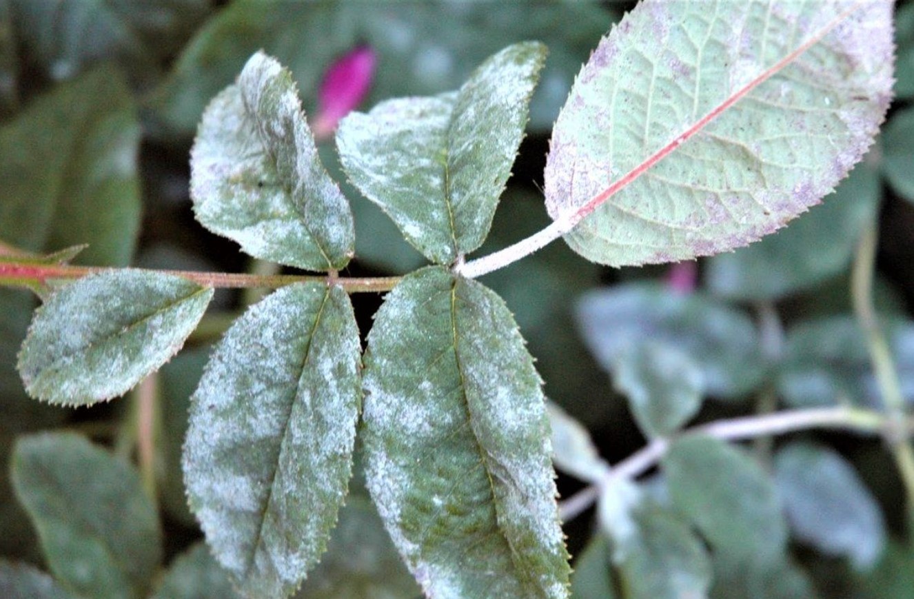Orange, sorte og grønne: bekæmp typiske rosen- og rosenplantesygdomme